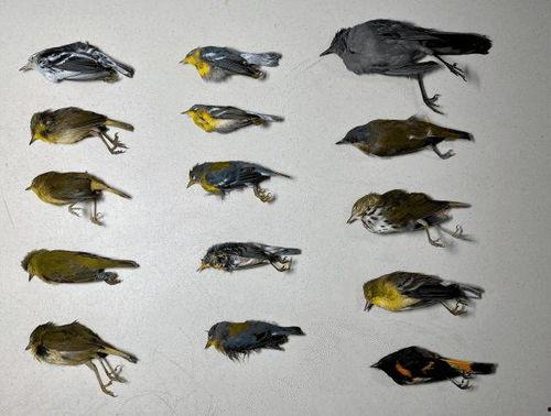 新闻爆料鸟死人案件,神秘生物引发恐慌，真相令人震惊